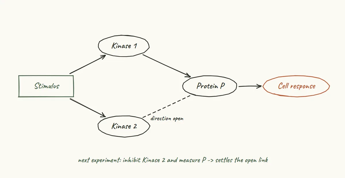 Hand-drawn signalling sketch: a stimulus acts on two kinases that lead to protein P and a cell response, with one link left undirected and an experiment proposed to settle it